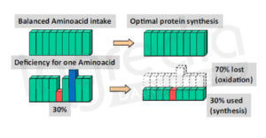 lack, amino acid, protein, weight management, diet