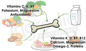 Nutrients acting positively on bone health