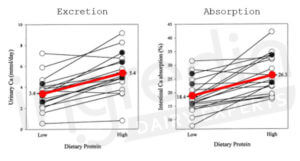 Changements individuels de la concentration urinaire de calcium et de l’absorption intestinale de calcium sur 24h en réponse à une alimentation « faible » (0,7g/kg) et « élevée » (2,1g/kg) en protéines chez 20 femmes en bonne santé